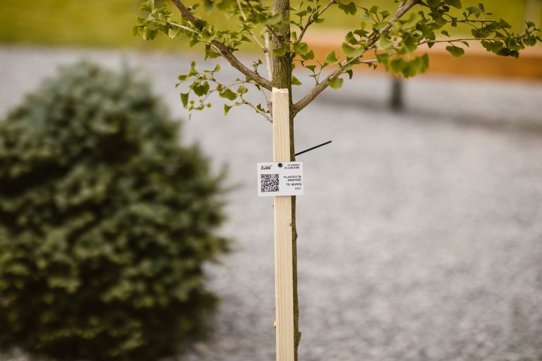 Arbori plantați în memoria oamenilor dragi