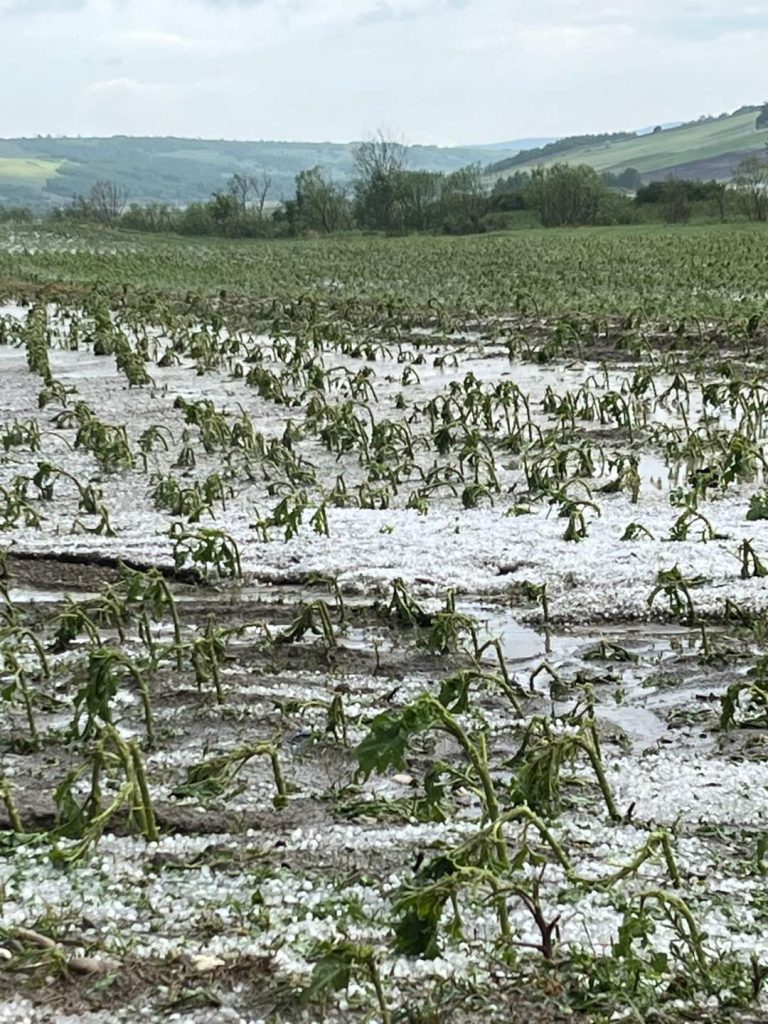 Agra Asigurări anunță cifre record pentru dosarele de daună. Peste 41% dintre asigurați au raportat pagube în acest sezon agricol