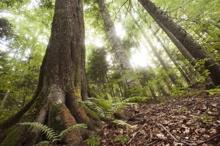 Garanti BBVA, peste 500.000 de euro direcționați în proiecte de mediu în parteneriat cu WWF-România