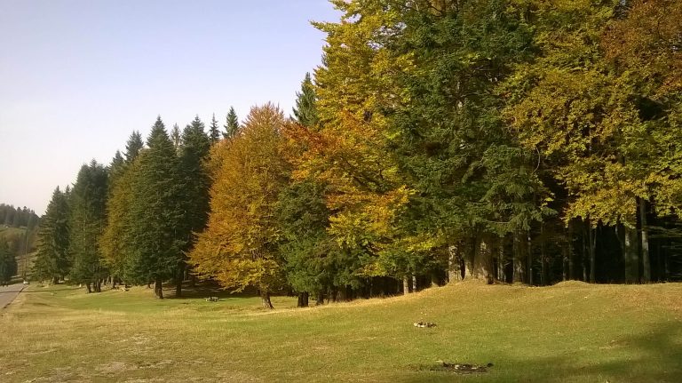 Solicitările forestierilor față de partidele politice 