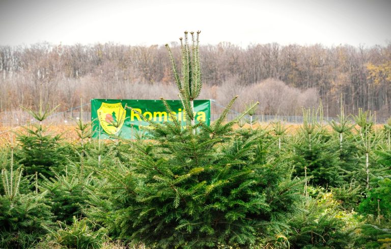 Peste 18 de mii de pomi de Crăciun, oferiți de Romsilva la vânzare 