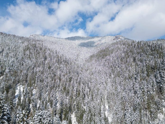 FOTO_ROMSILVA_PADURE_NEAMT