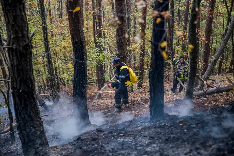 Tehnologie și prevenție: Cum pot fi evitate incendiile de pădure cu soluții inteligente