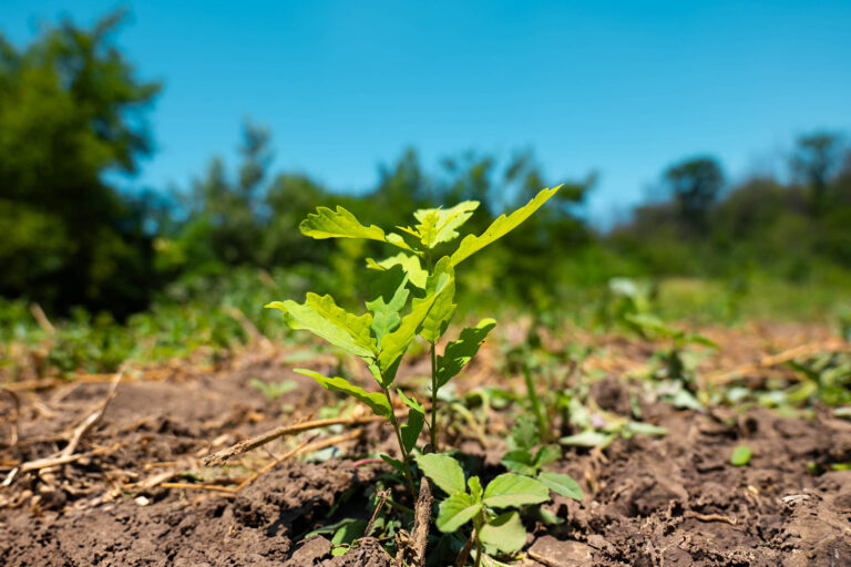 Peste 19 milioane de puieți forestieri, plantați de Romsilva în campania de împăduriri de primăvară