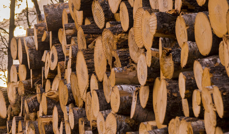 Când pădurea plătește nota de plată a tranziției verzi: TVA, Green Deal și realitatea de la sobă