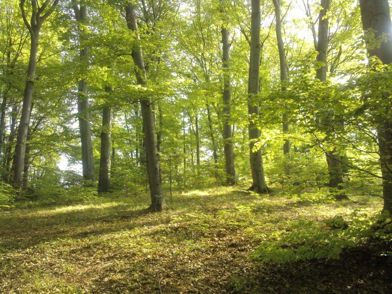 „Modelul 3B” – Biodiversitate, Bioeconomie, Beneficii climatice – Cheia pădurilor reziliente este gestionarea activă, nu iluziile birocratice