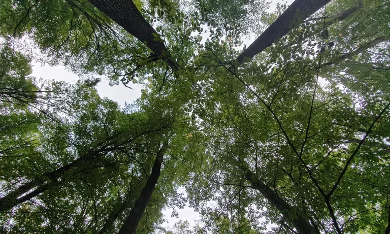 Liderii Federației Silva au refuzat dialogul. Ministerul Mediului respinge dezinformările și explică, din nou, reforma Romsilva