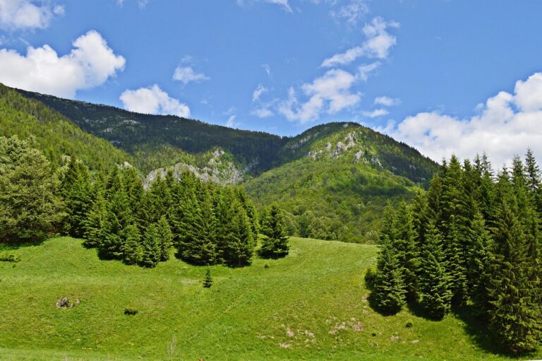 Proiectul de „reformă” a Romsilva este greșit! Silvicultorii ies din nou în stradă să protesteze: Pădurile statului sunt în pericol! 