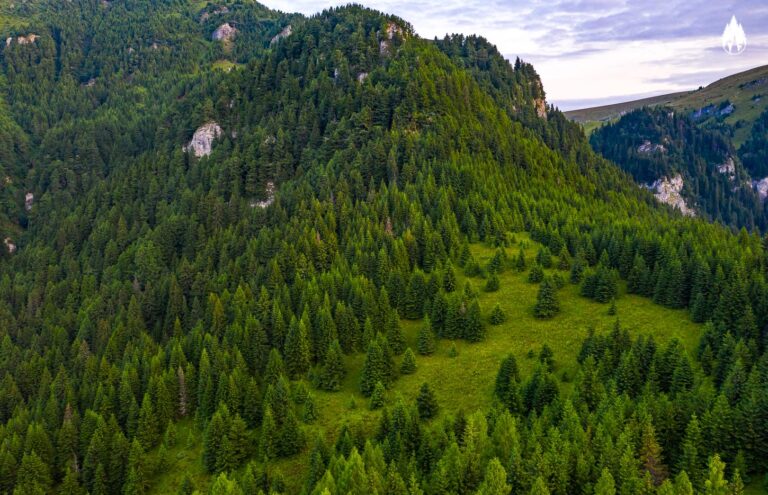 Contracte de mandat pentru noii membri ai consiliului de administrație al Romsilva