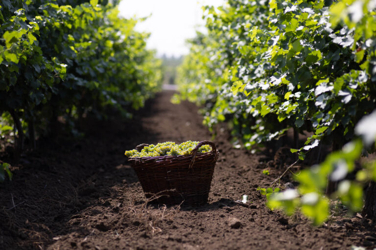 Povestea Murfatlar Vinul: între moștenirea viticolă și ambiția unui nou început