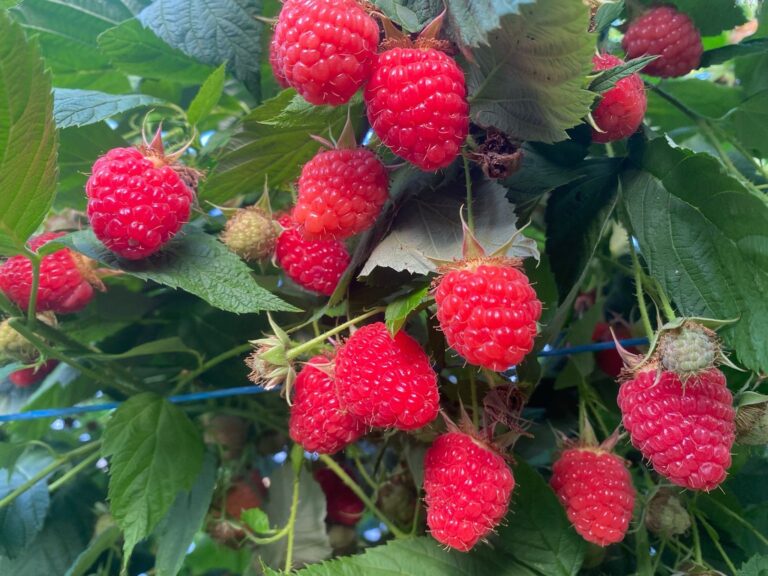 Zmeură 100% din România, în toate magazinele Lidl 