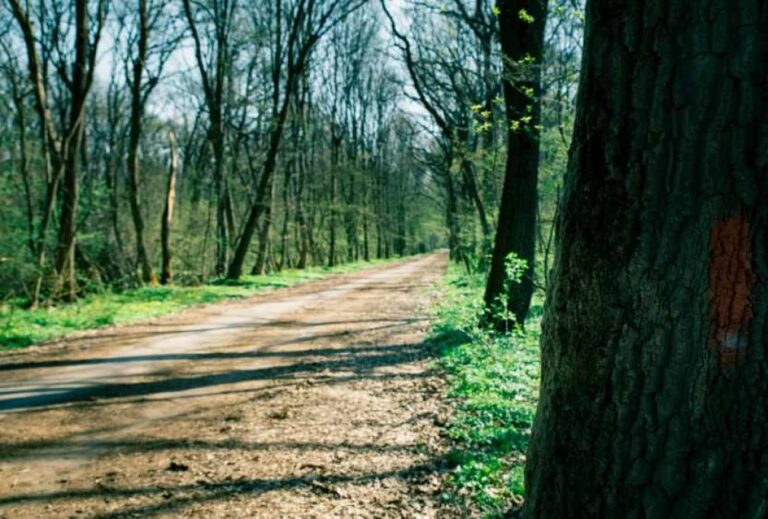 Demersuri pentru declararea Pădurii Băneasa ca arie naturală protejată