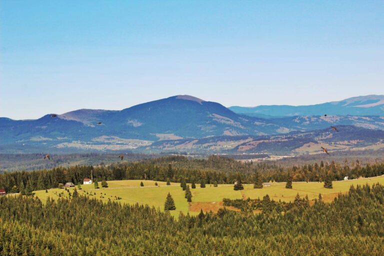 Ministerul Justiției demontează, din nou, proiectul prin care conducerea MMAP vrea să schimbe legile silvice! 