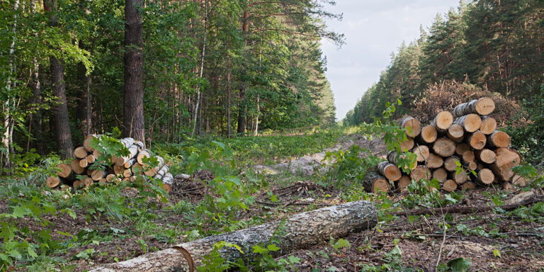 Modificarea legislației silvice nu se poate face decât respectând legea! 
