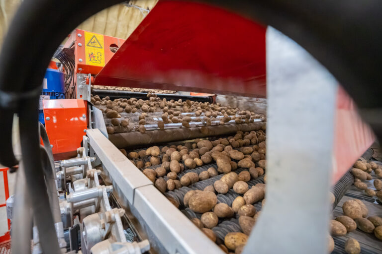Lidl România extinde disponibilitatea cartofilor românești la raft și în extrasezon