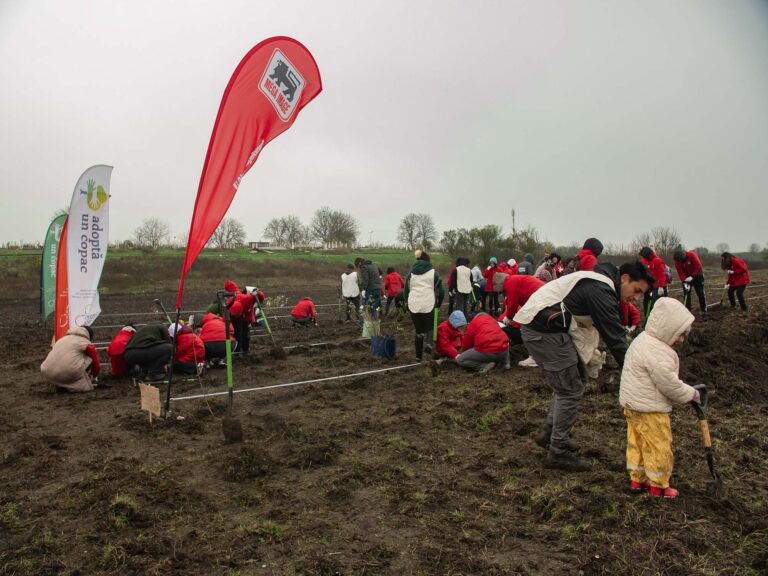 Mega Image plantează o pădure în județul Giurgiu