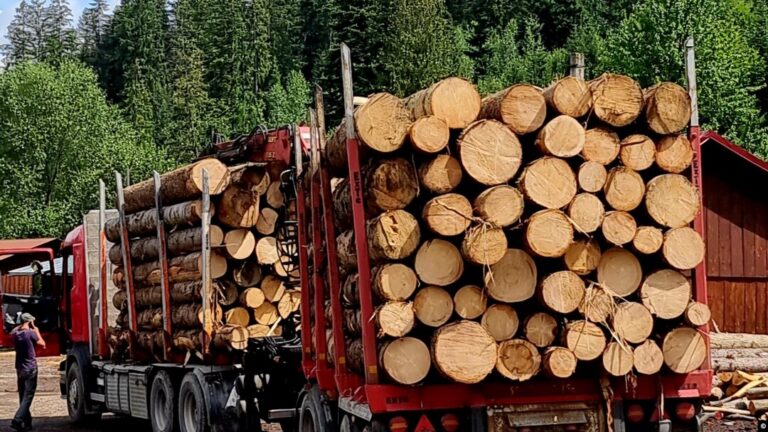 Guvernul a aprobat ordonanța de urgență necesară pentru reorganizarea Romsilva