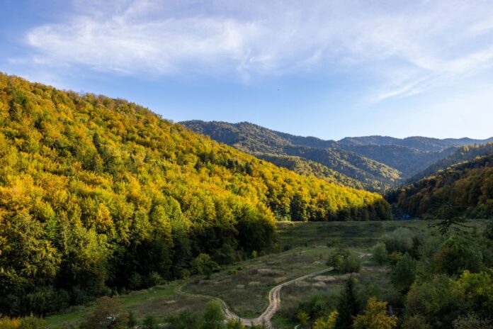 padure forest pexels-balazsimon-13950648