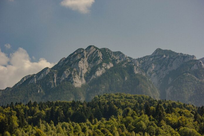 padure forest romania pexels-alex-cristea-1920736-3544776 (1)