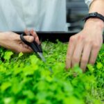 Eurobarometru: 72% dintre europeni nu se simt bine informați despre alimentele inovatoare, iar 51% au o opinie negativă
