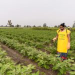 Consiliul vrea limite la zero tehnic pentru reziduurile celor mai periculoase pesticide din importuri
