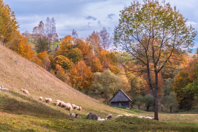 UE actualizează restricțiile pentru variola ovină și caprină din România după 30 de focare suplimentare