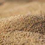 EFSA dă aviz favorabil unei combinații de soia modificată genetic, tolerantă la cinci erbicide Autorizarea UE rămâne de decis