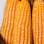 EFSA nu identifică riscuri noi pentru un porumb modificat genetic aflat în procedura de reînnoire a autorizării